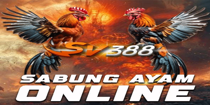 Trik Memilih Ayam Petarung Di Sabung Ayam SV388